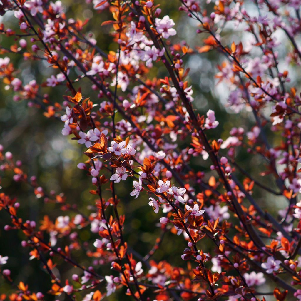 Prunier myrobolan - Prunus cerasifera Pissardii
