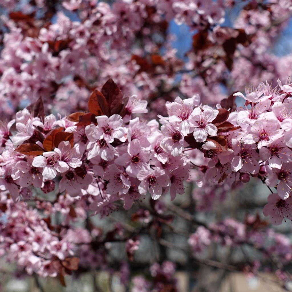 Prunier myrobolan - Prunus cerasifera Pissardii