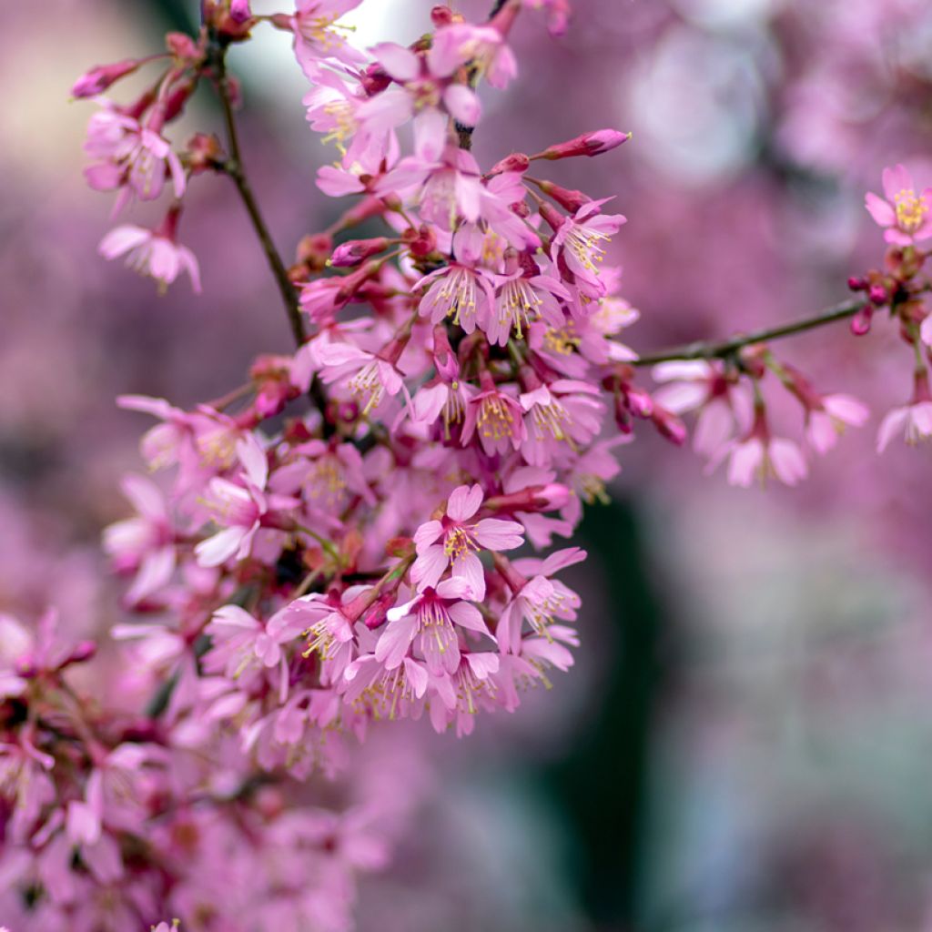 Prunus Okame - Cerisier à fleurs