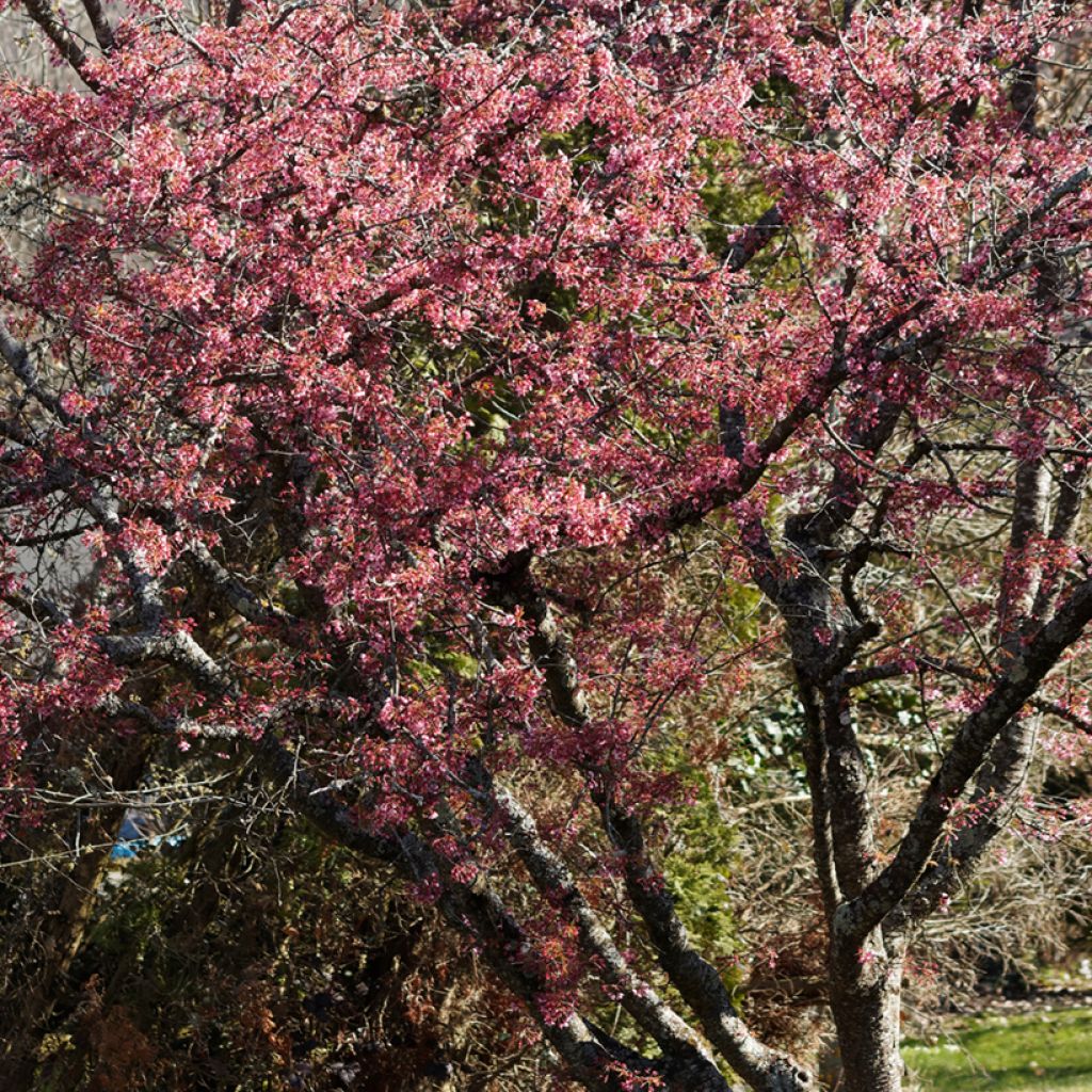 Prunus Okame - Cerisier à fleurs