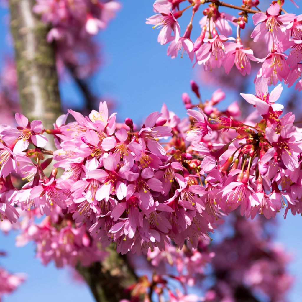 Prunus Okame - Cerisier à fleurs