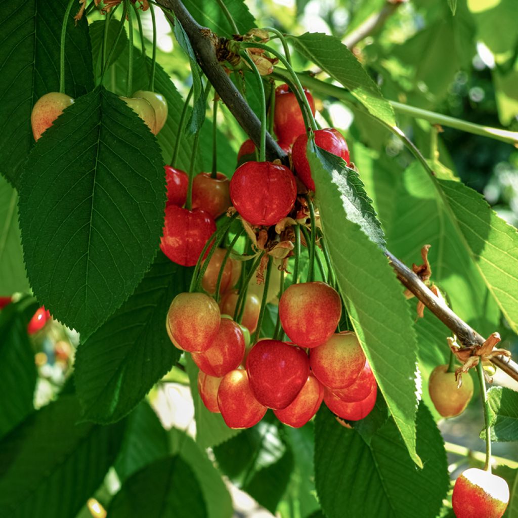 Cerisier Büttners Rote Knorpelkirsche - Cerisier Bigarreau de Büttner