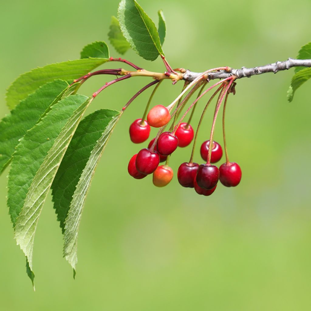 Cerisier Staccato - Prunus avium