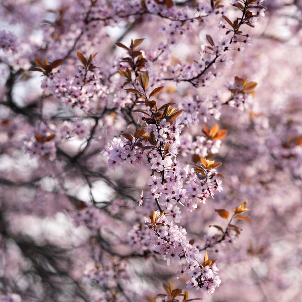 Prunus cistena - Prunier des sables