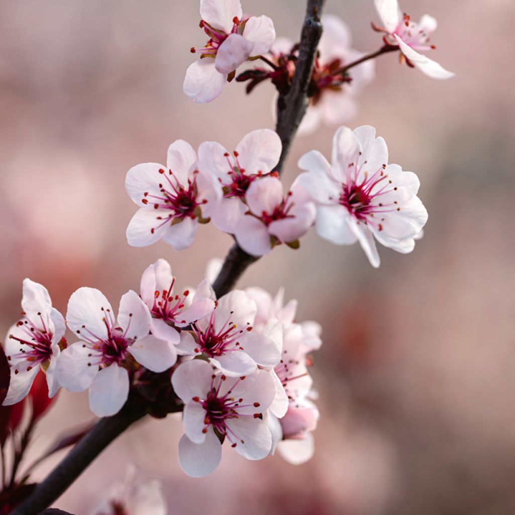 Prunus cistena - Prunier des sables