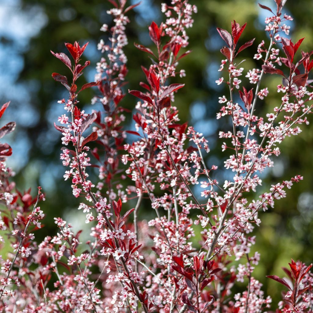 Prunus cistena - Prunier des sables