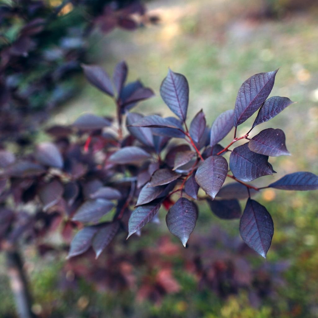 Prunus cistena - Prunier des sables
