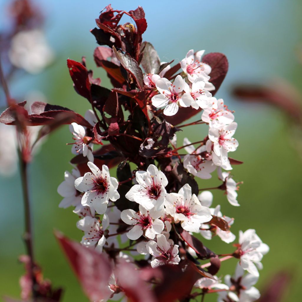 Prunus cistena - Prunier des sables
