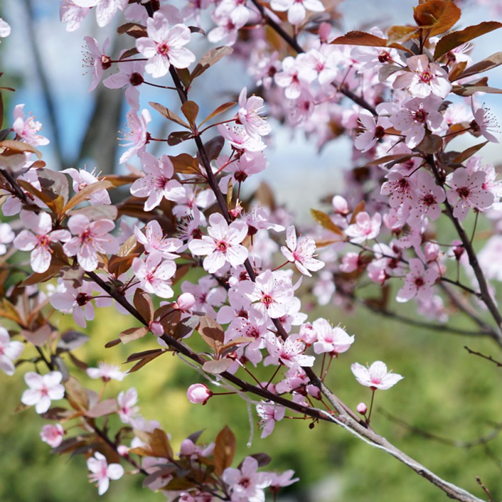 Prunus cistena - Prunier des sables