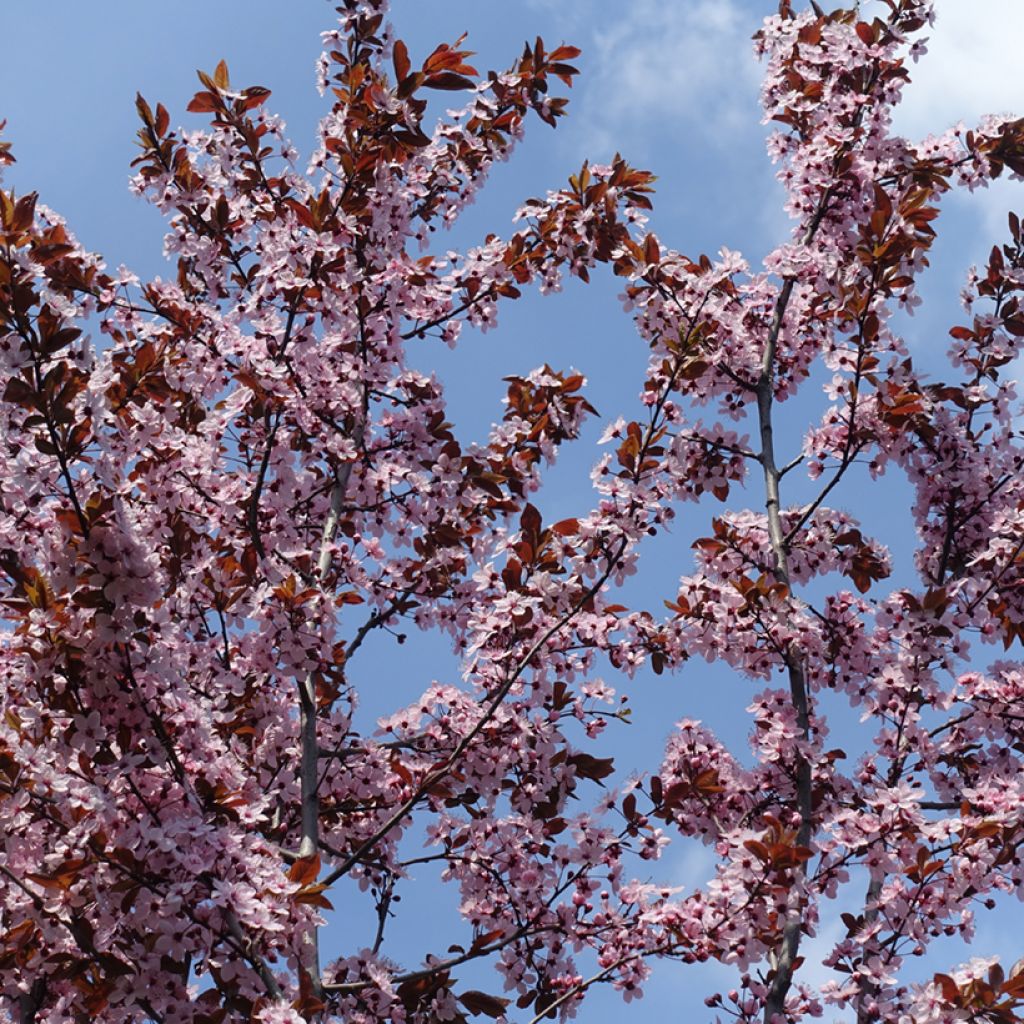 Prunus cistena - Prunier des sables