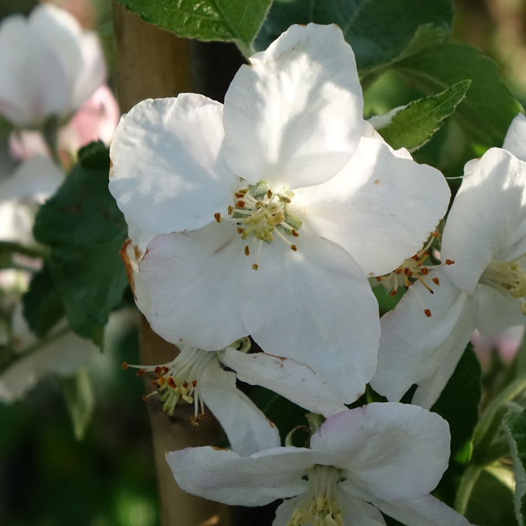 Prunier Węgierka Dąbrowicka - Prunus domestica