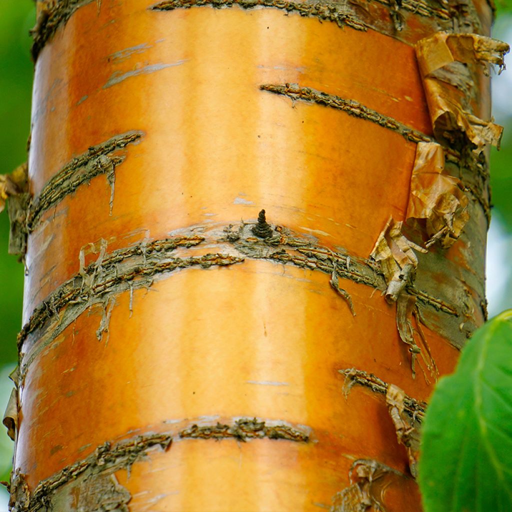Prunus maackii Amber Beauty - Cerisier de Mandchourie