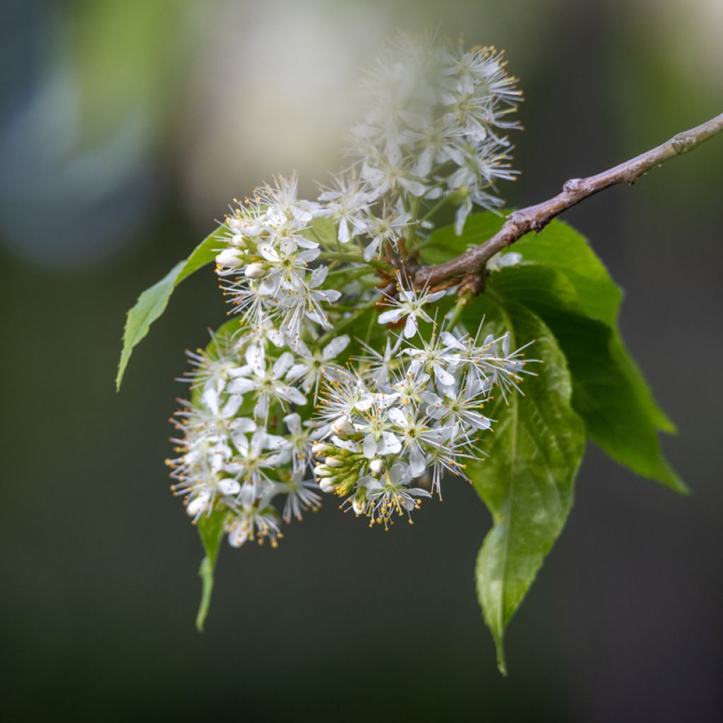 Prunus maackii Amber Beauty - Cerisier de Mandchourie