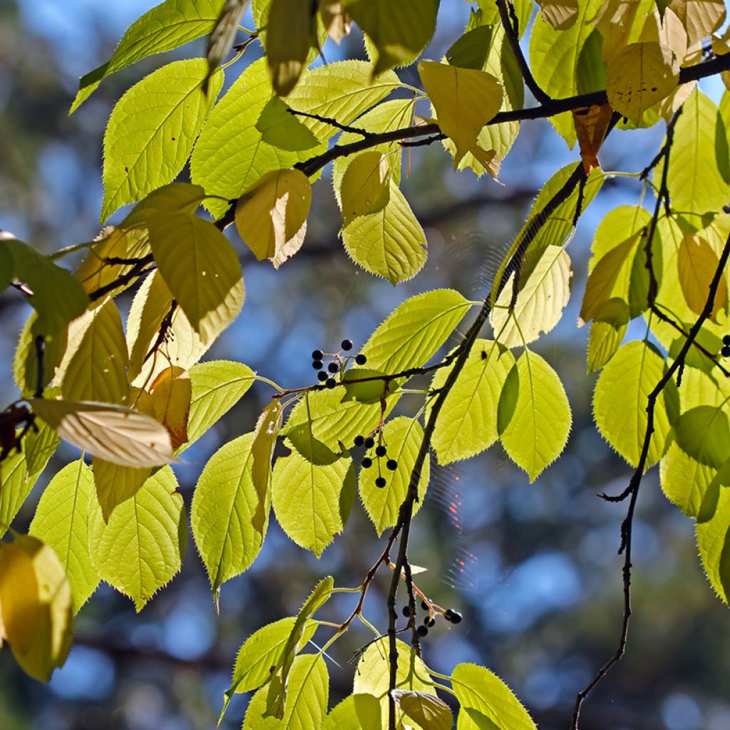 Prunus maackii Amber Beauty - Cerisier de Mandchourie