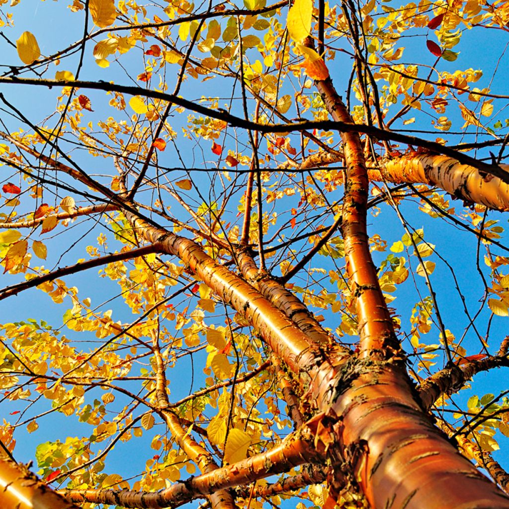 Prunus maackii Amber Beauty - Cerisier de Mandchourie