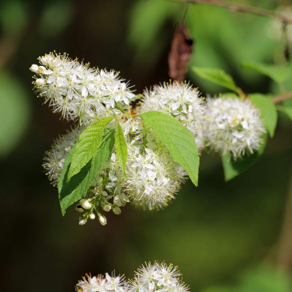 Prunus maackii Amber Beauty - Cerisier de Mandchourie