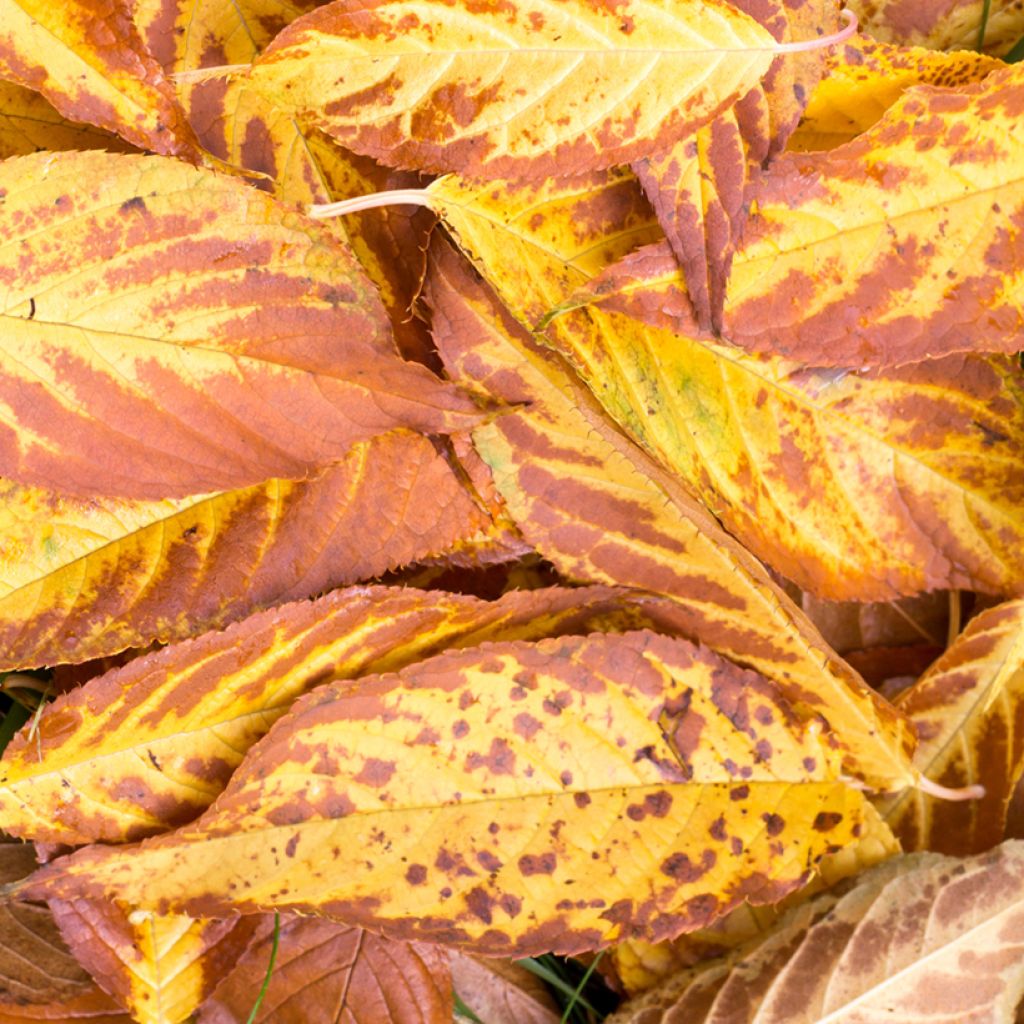 Prunus maackii Amber Beauty - Cerisier de Mandchourie
