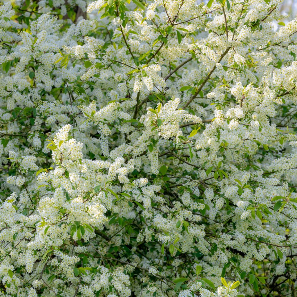 Prunus padus - Cerisier à grappes