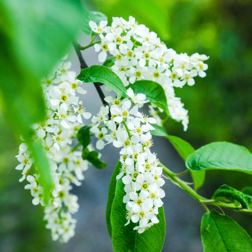Prunus padus - Cerisier à grappes