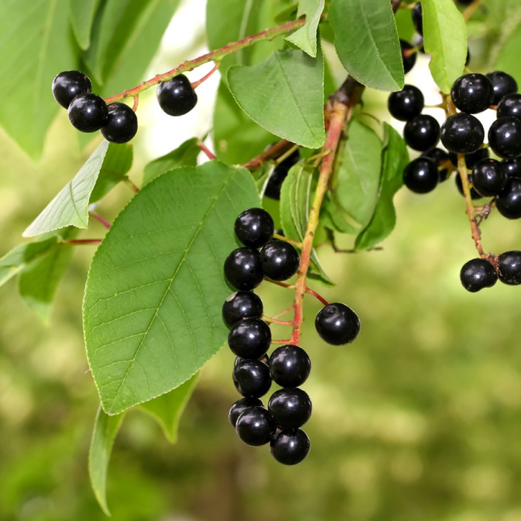 Prunus padus - Cerisier à grappes