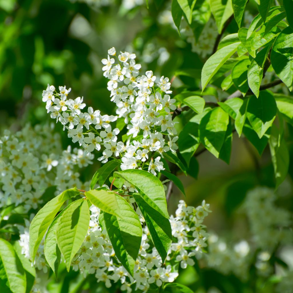 Prunus padus - Cerisier à grappes
