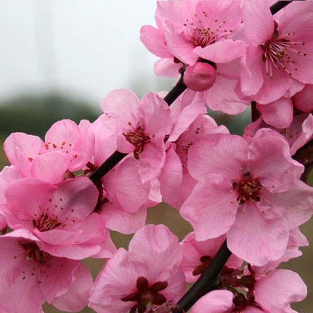 Pêcher à fleurs - Prunus persica Spring Glow