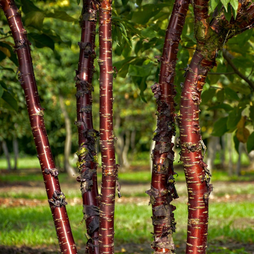 Prunus serrula Amber Scots - Cerisier du Tibet 