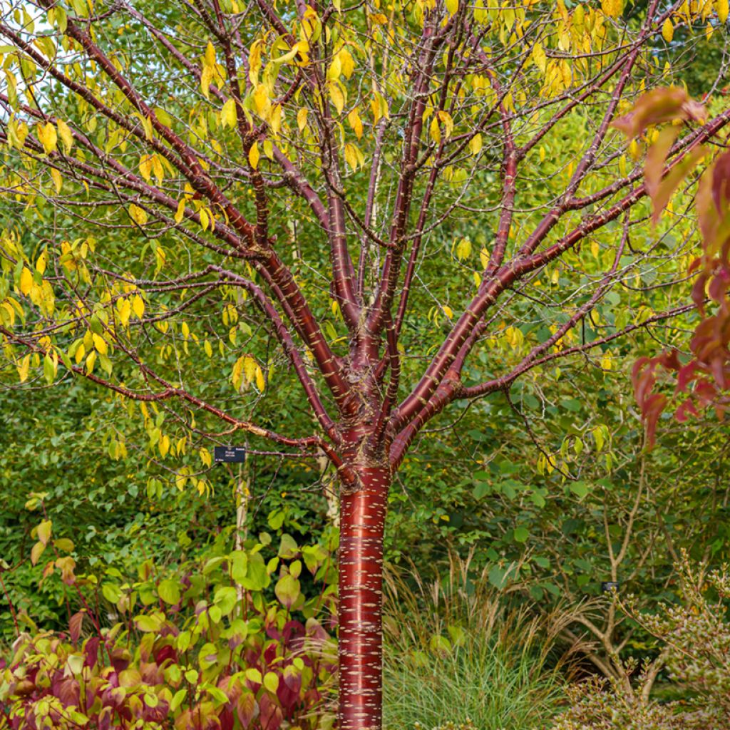 Prunus serrula Amber Scots - Cerisier du Tibet 
