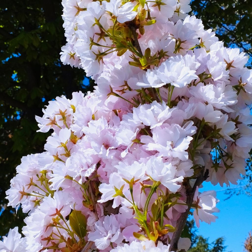 Prunus serrulata Amanogawa