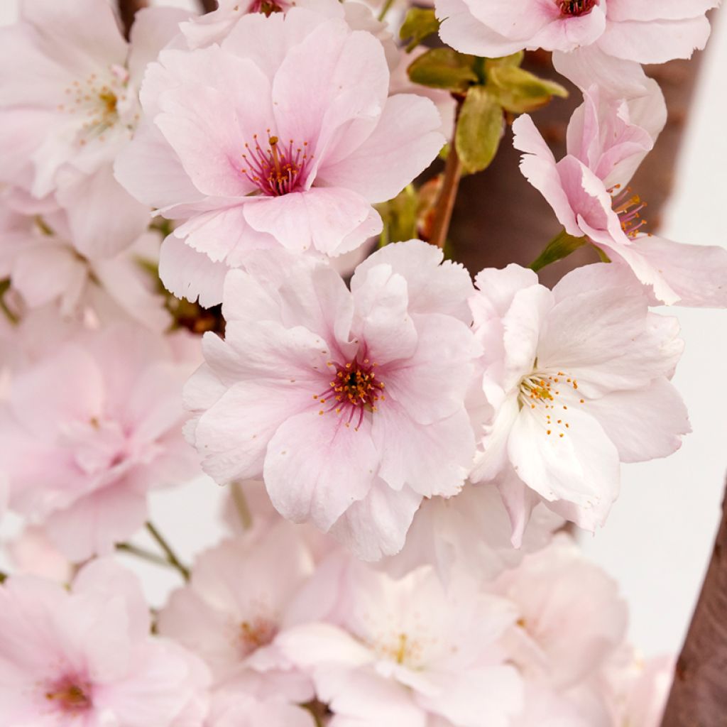 Prunus serrulata Amanogawa