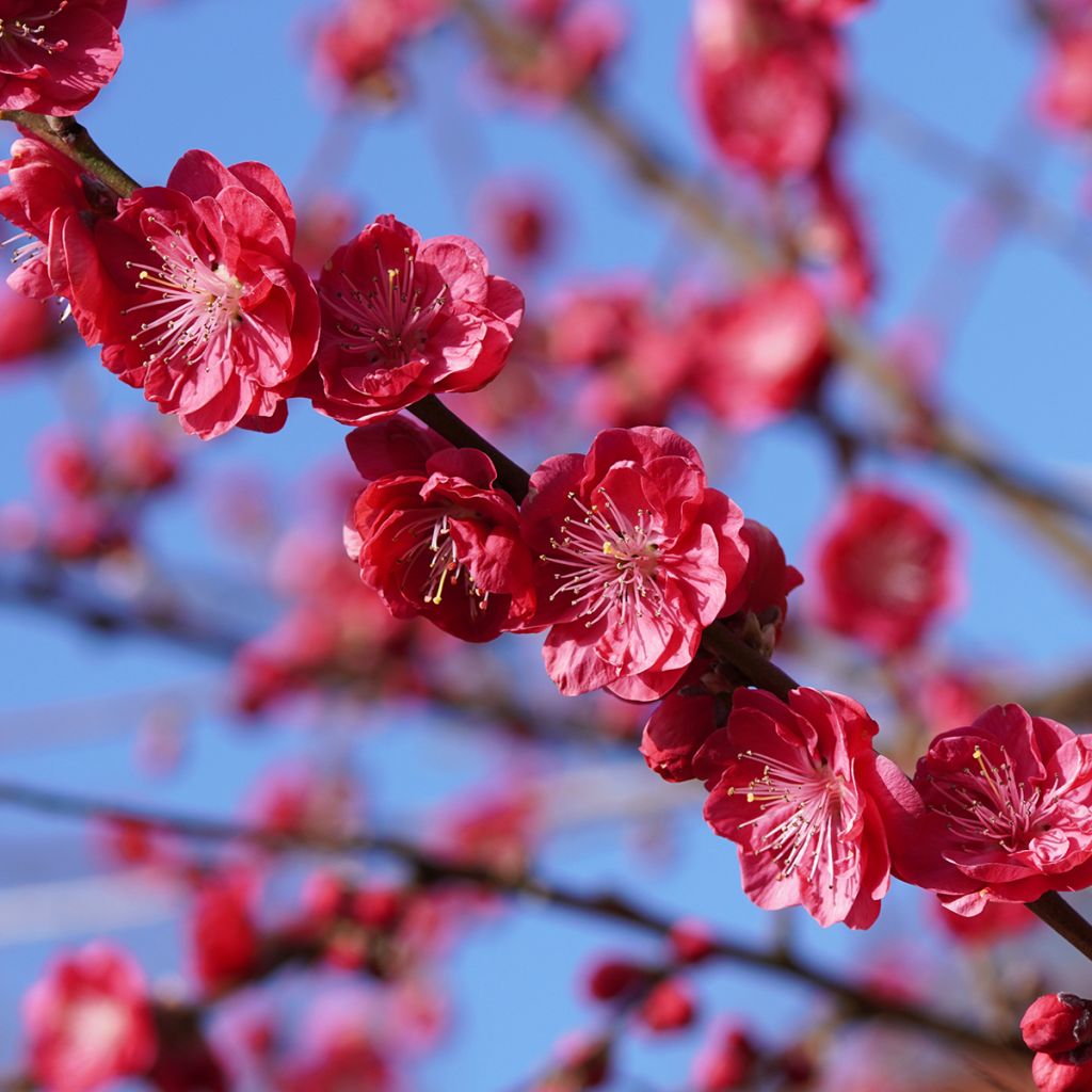 Pêcher à fleurs pleureur - Prunus persica Melred Weeping