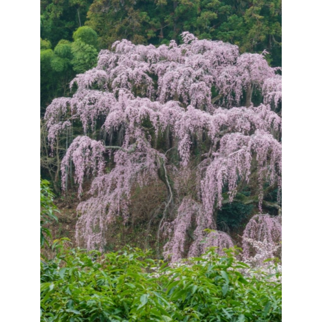 Cerisier à fleurs - Prunus subhirtella Pendula Rubra