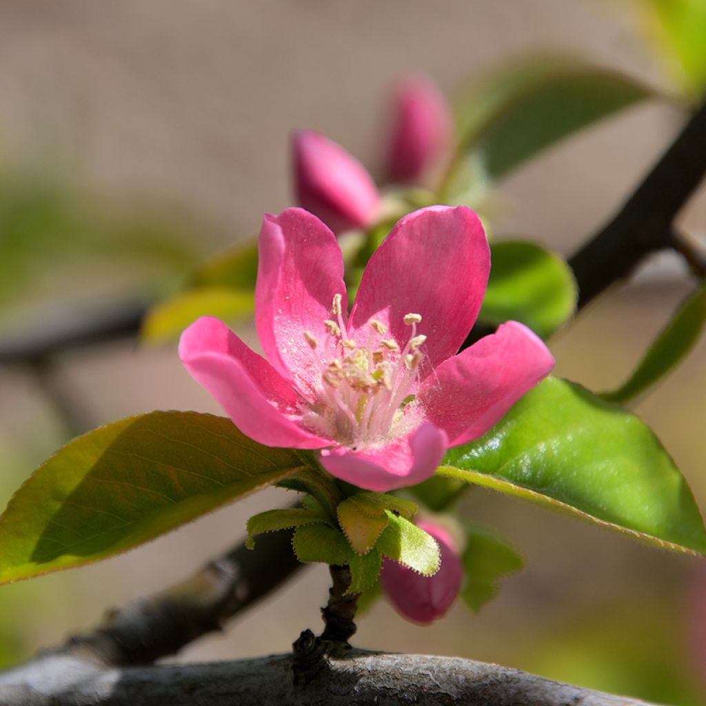 Pseudocydonia sinensis - Cognassier de Chine
