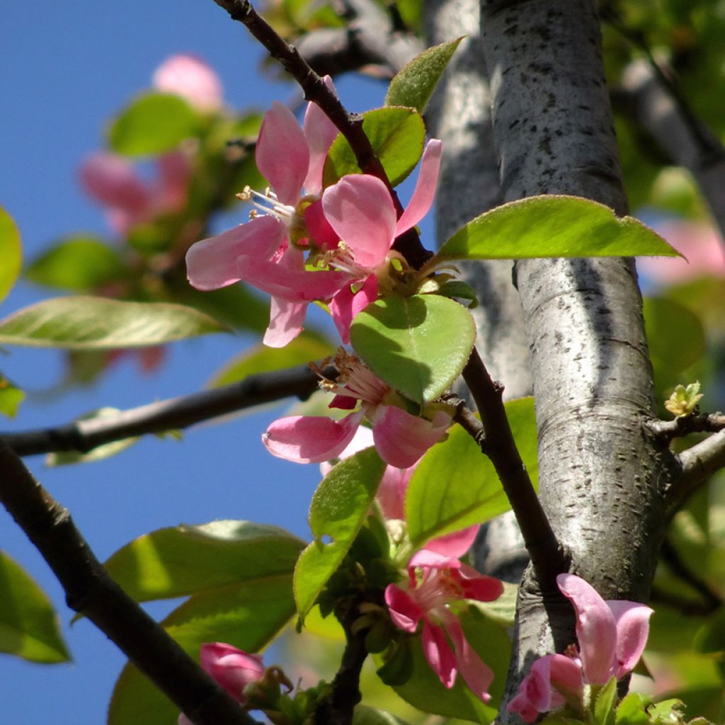 Pseudocydonia sinensis - Cognassier de Chine