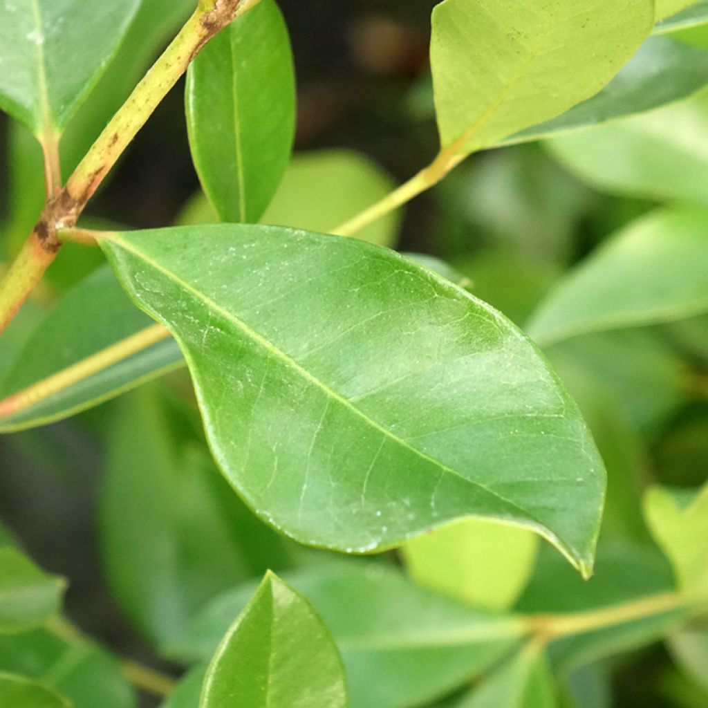 Psidium cattleyanum - Goyavier de Chine