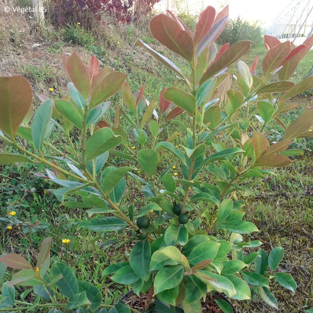 Psidium cattleianum lucidum - Goyavier de Chine à fruits jaunes