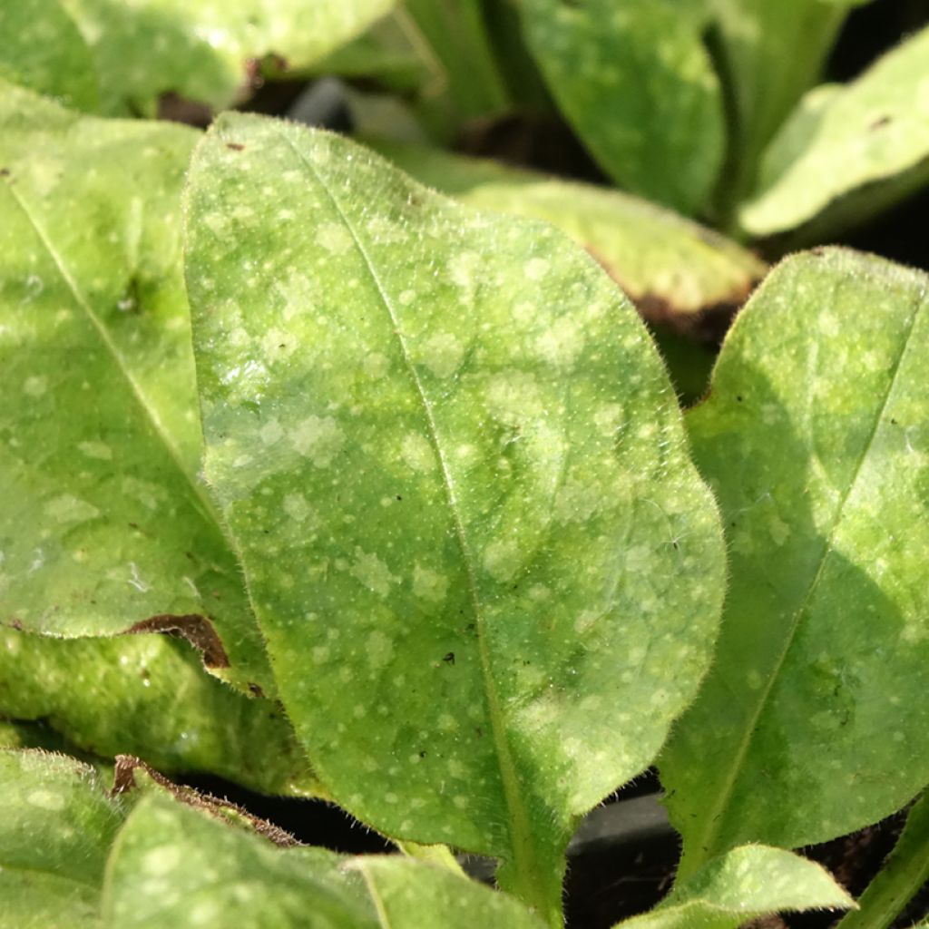 Pulmonaire hybride - Pulmonaria Diana Clare