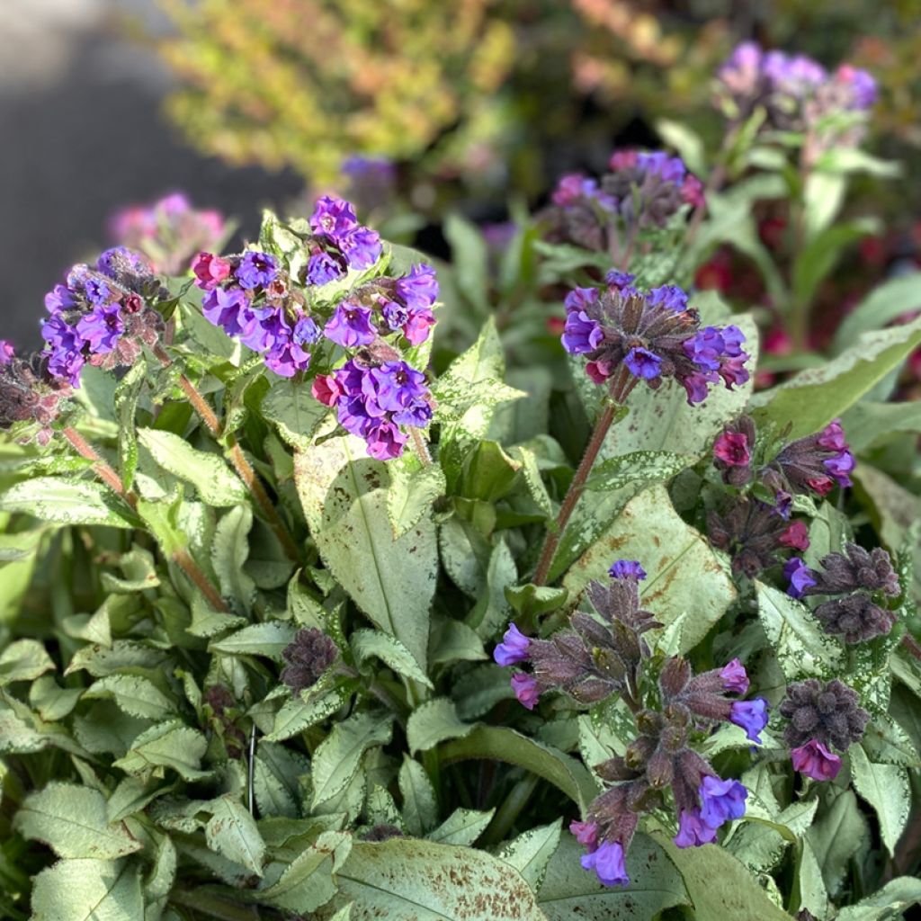 Pulmonaire hybride - Pulmonaria Diana Clare