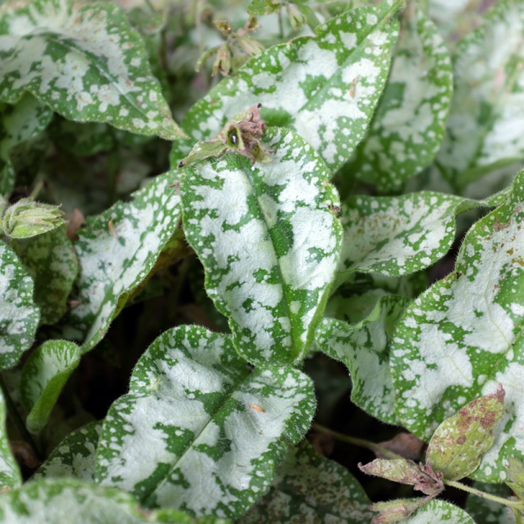 Pulmonaire hybride - Pulmonaria Diana Clare