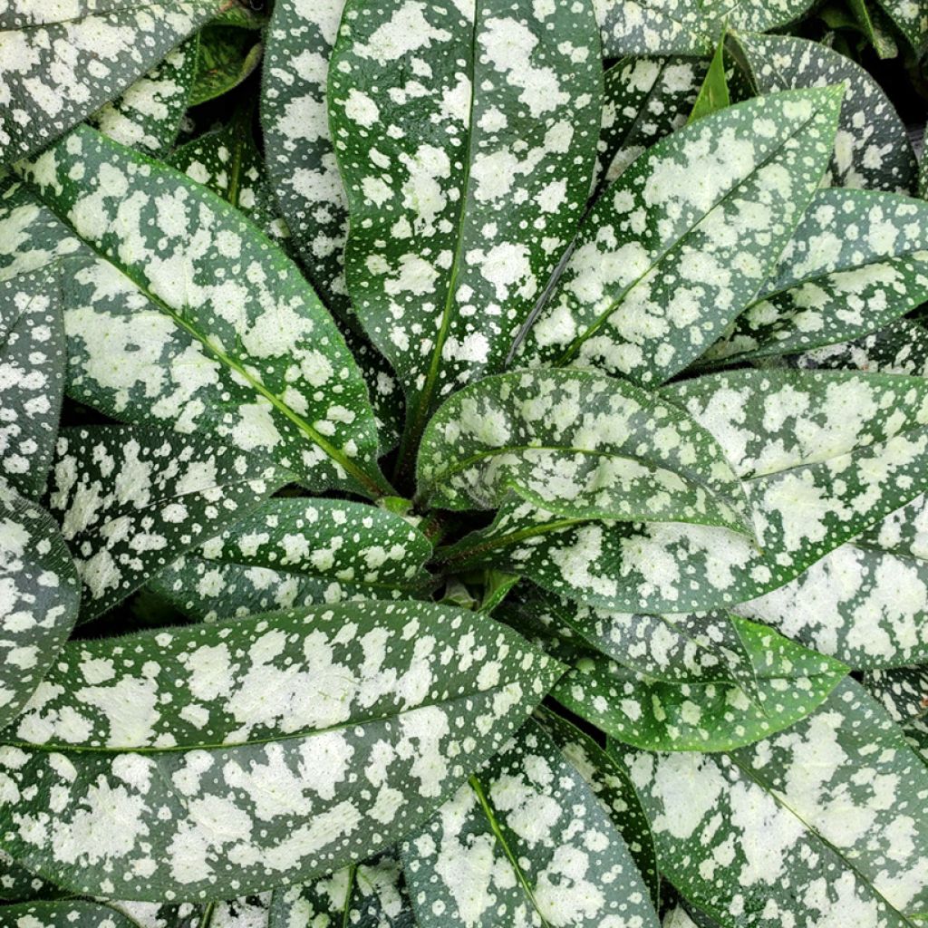 Pulmonaire hybride - Pulmonaria Twinkle Toes