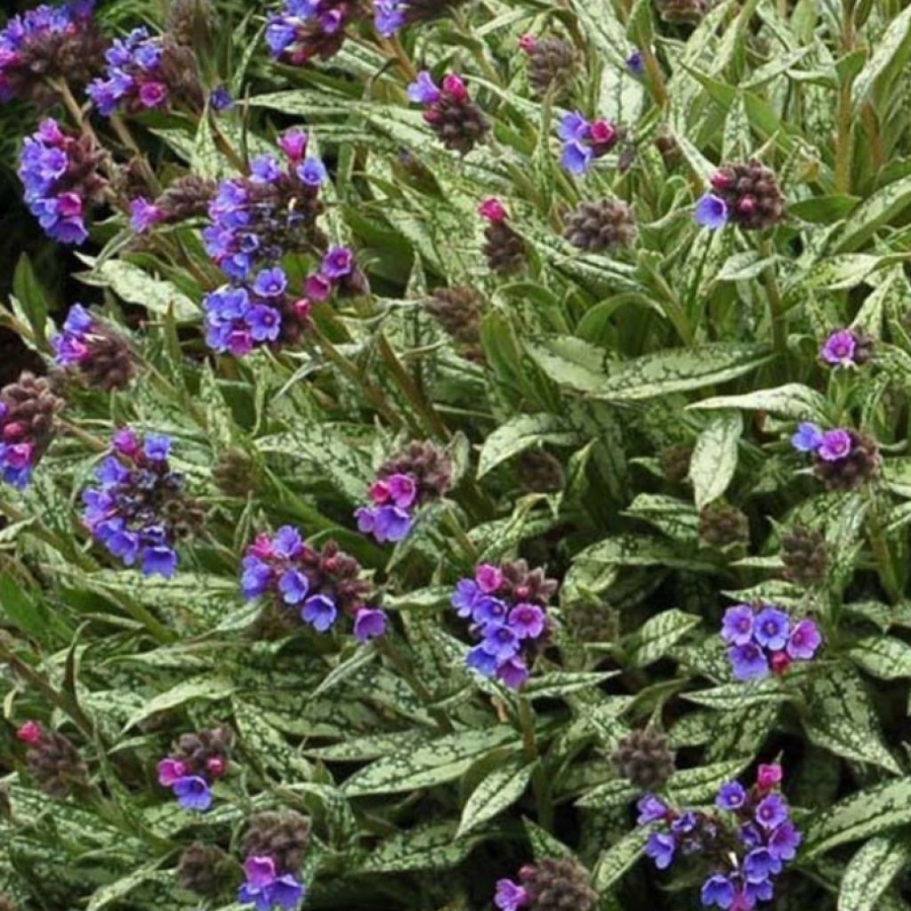 Pulmonaire longifolia Cevennensis - Pulmonaire à longues feuilles