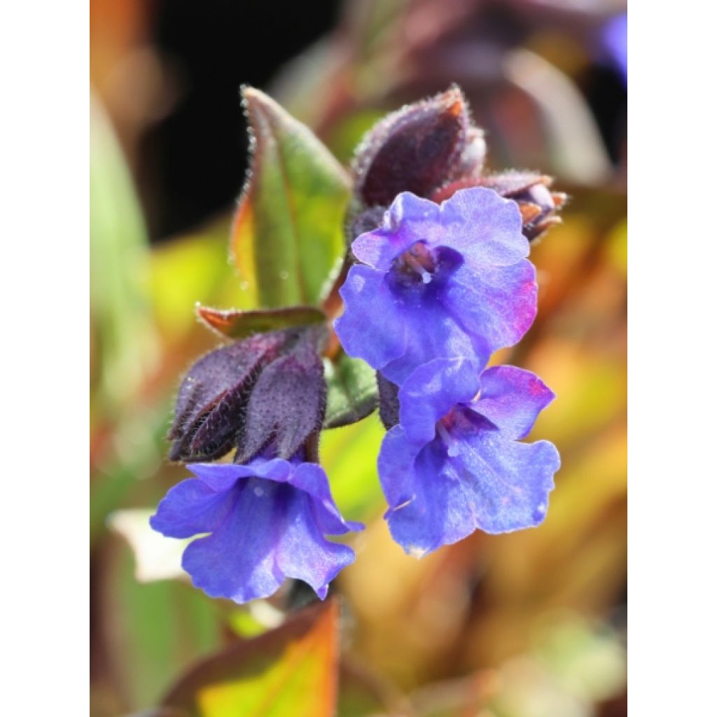 Pulmonaire hybride - Pulmonaria Blue Ensign