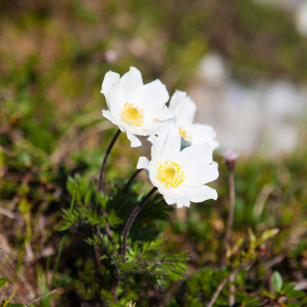 Pulsatilla vulgaris Alba - Anémone pulsatille