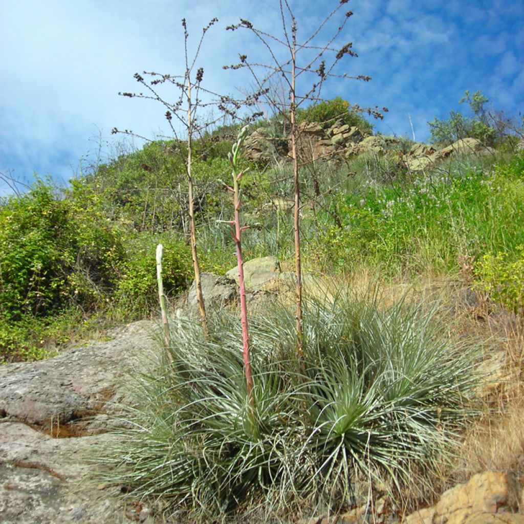 Puya coerulea Violacea - Fleur des Andes