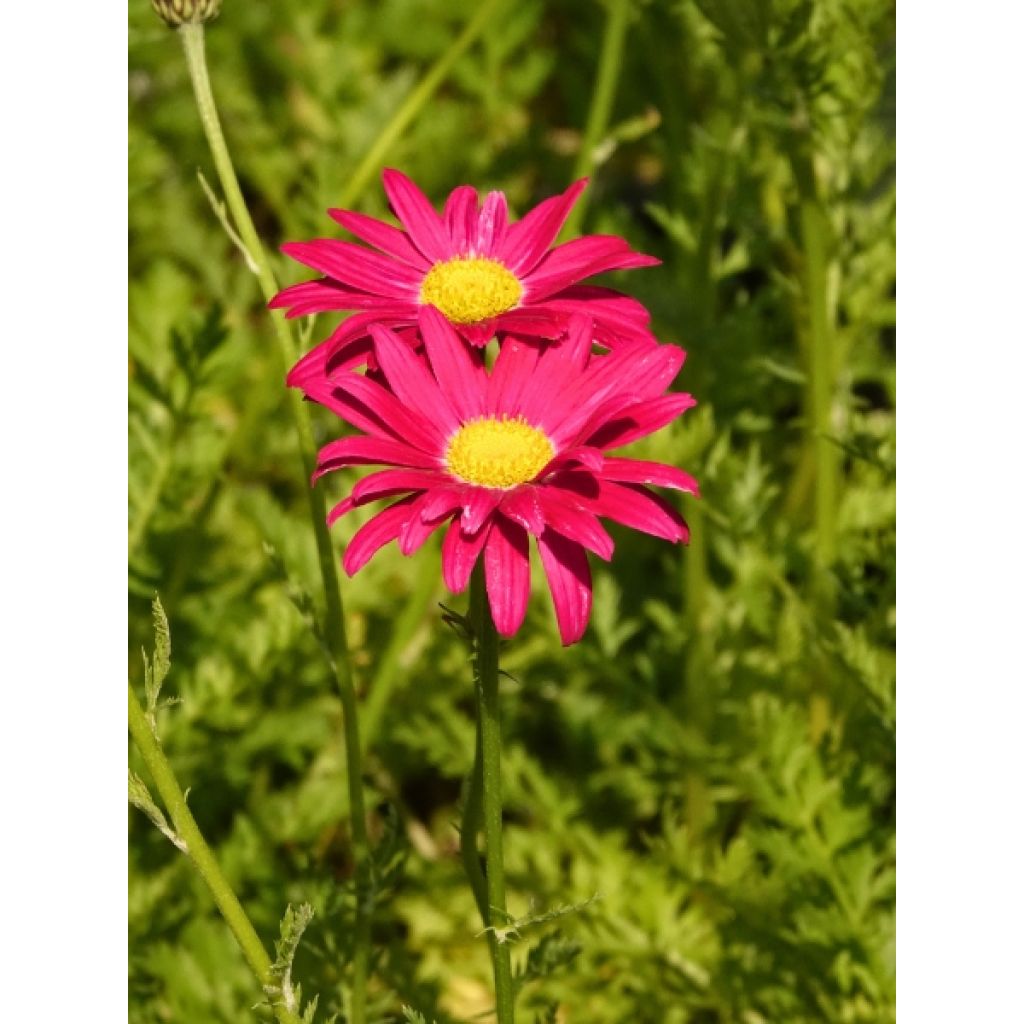 Pyrèthre Robinson's Red - Tanacetum coccineum