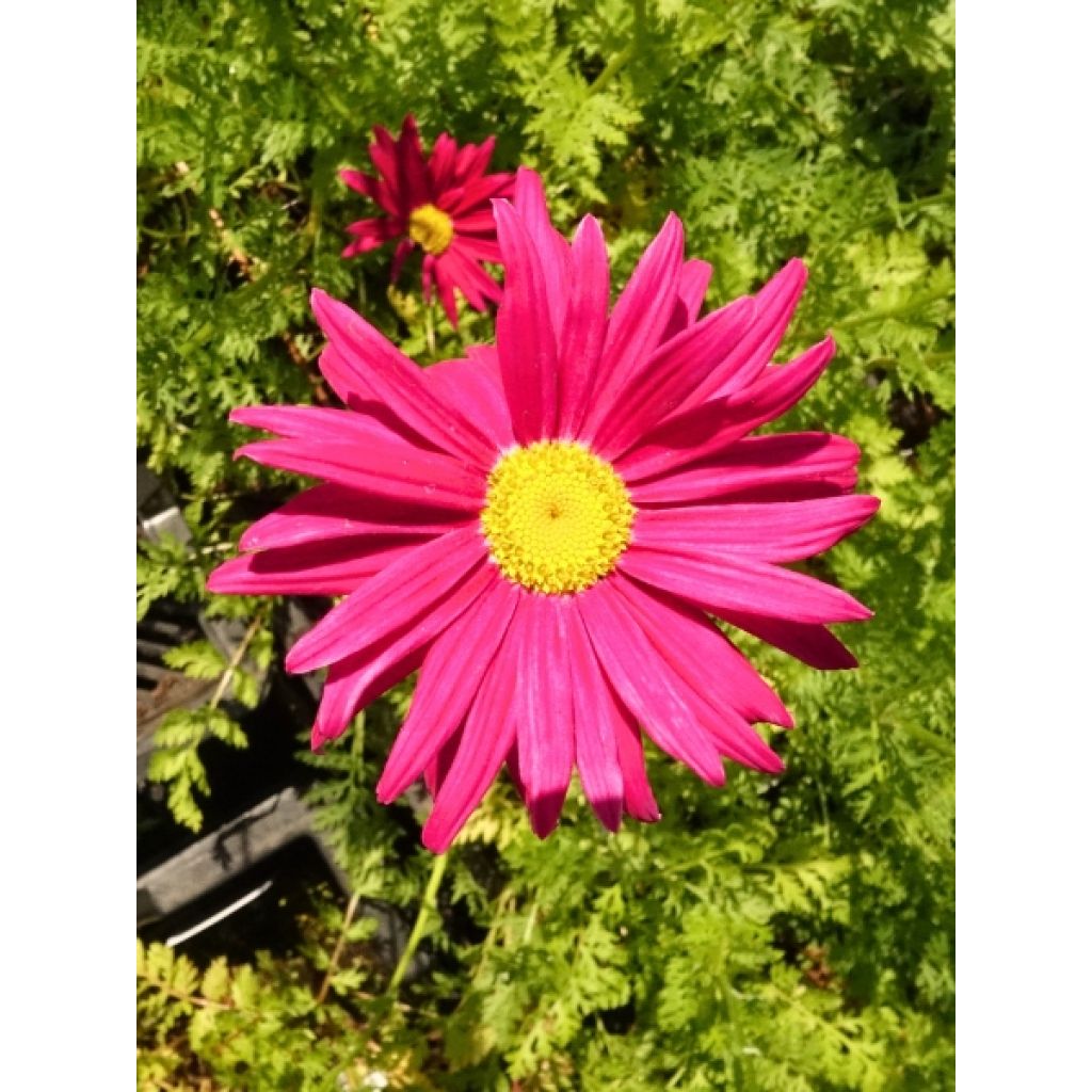 Pyrèthre Robinson's Red - Tanacetum coccineum