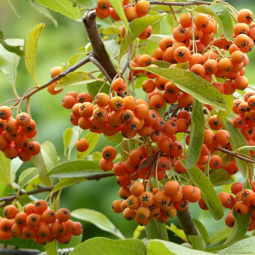 Pyracantha Golden Charmer - Buissont ardent