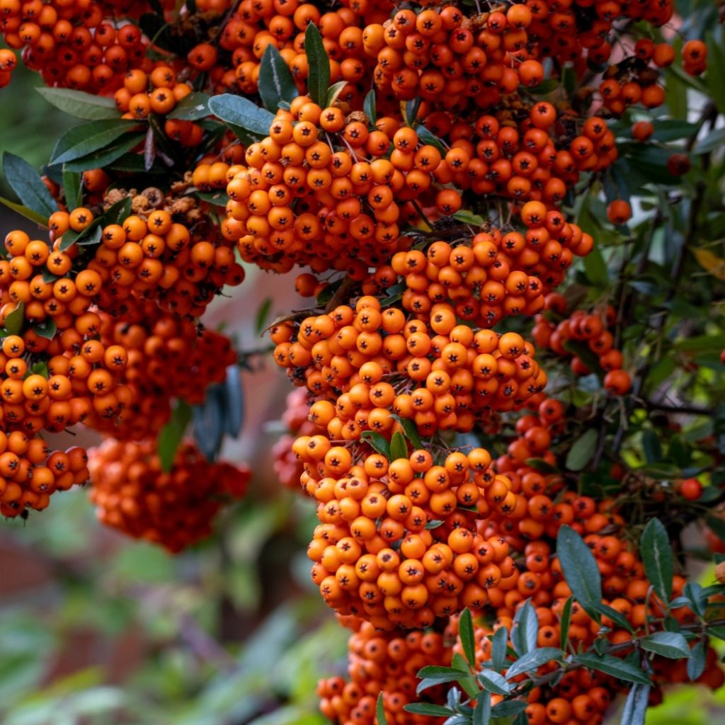 Pyracantha SAPHYR Orange - Buisson ardent