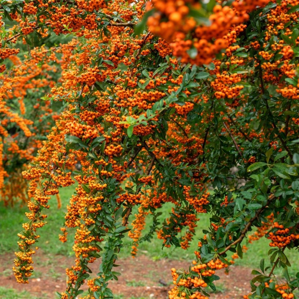 Pyracantha SAPHYR Orange - Buisson ardent