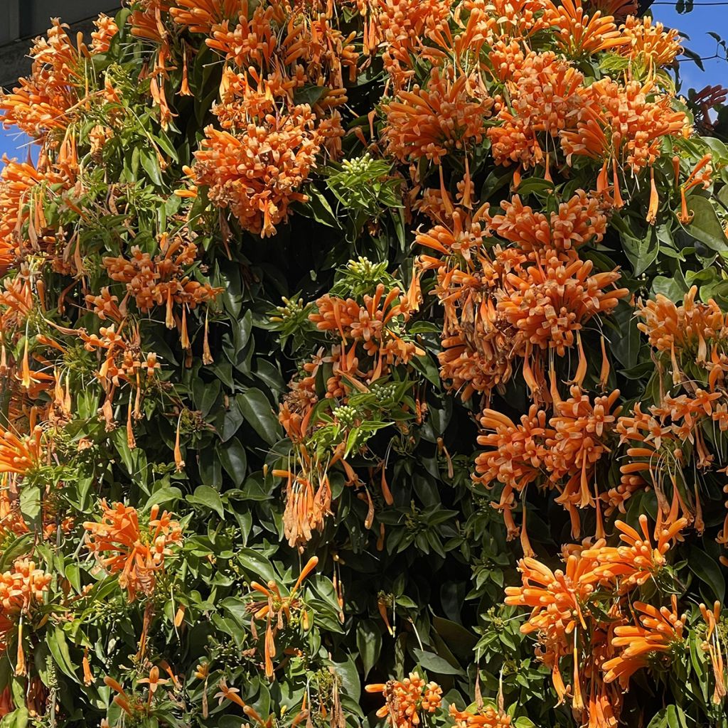 Pyrostegia venusta - Liane aurore, liane de feu